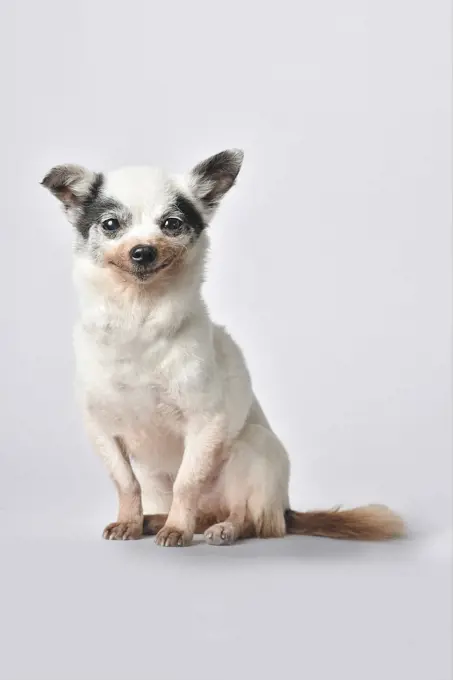 Senior chihuahua dog on white background.