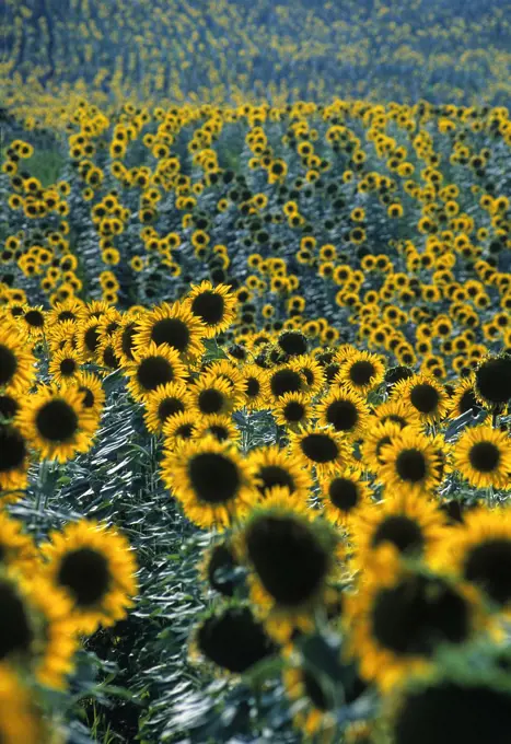 Sunflower field in the Marche, Italy, Europe.