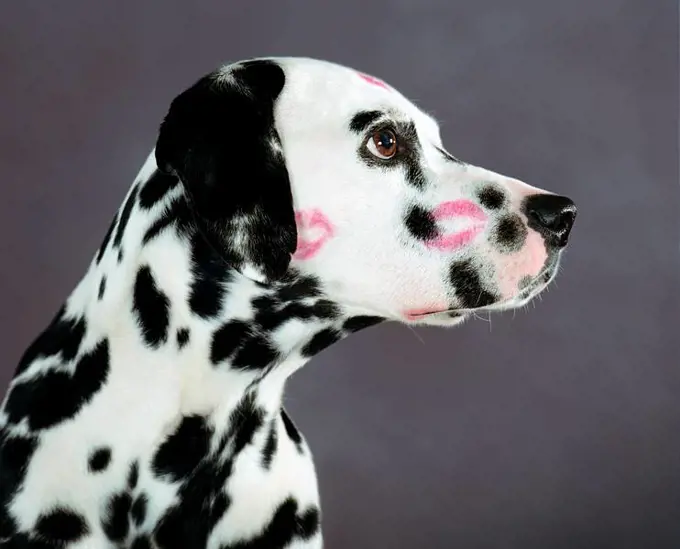 Dalmatian with kiss marks