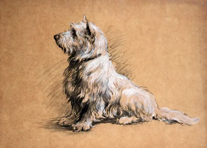 Dicksee Herbert Thomas - a West Highland Terrier (Preparatory Drawing) - British School - 19th Century.