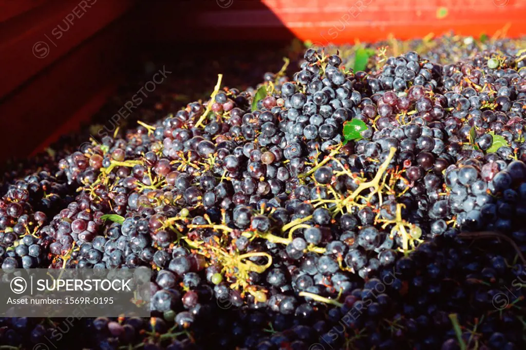 Harvested Syrah grapes