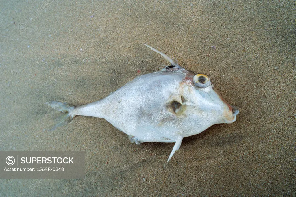 Dead fish on sand