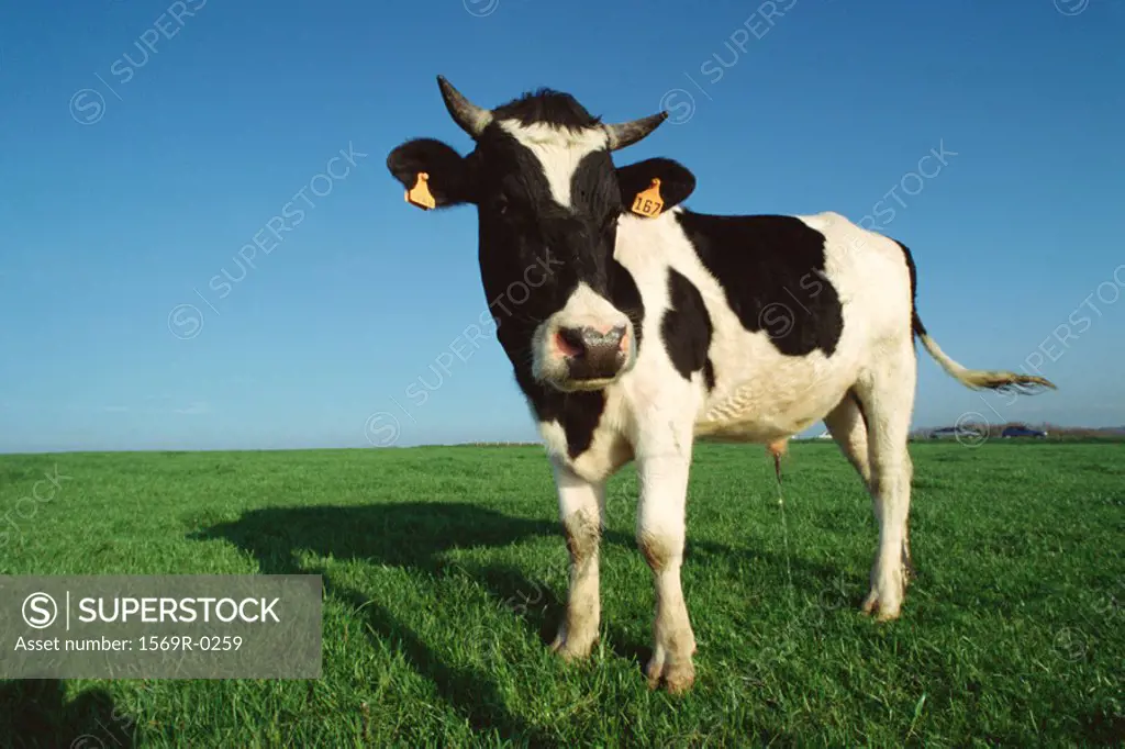 Holstein cow urinating in field