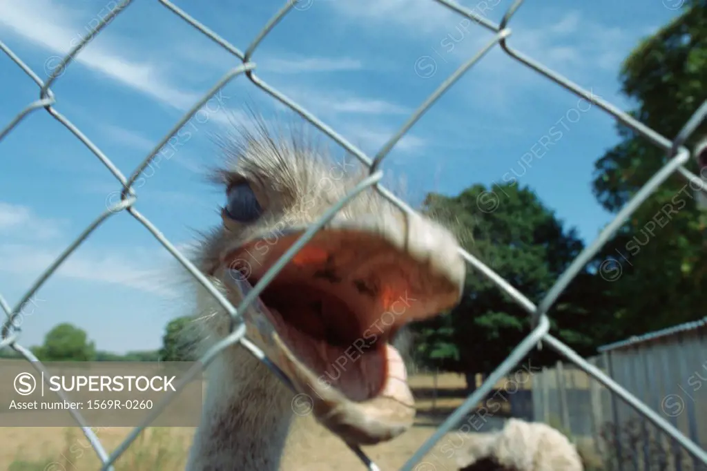 Ostrich behind fence