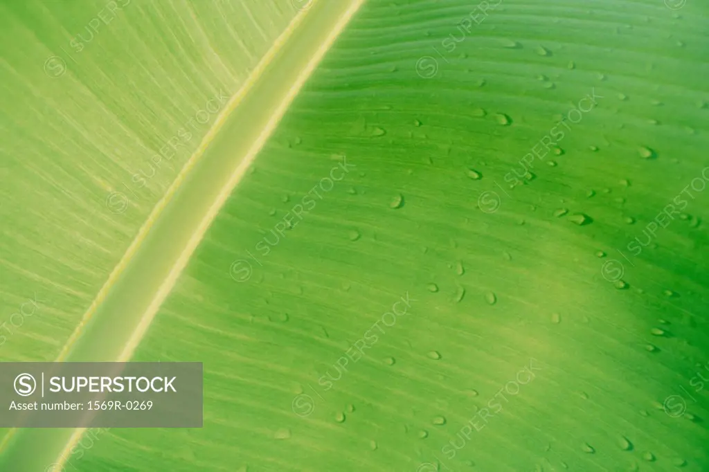 Drops of water on banana leaf, close-up