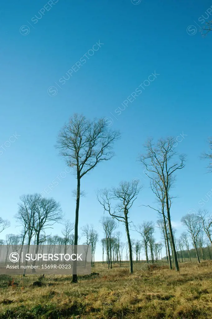 Bare trees