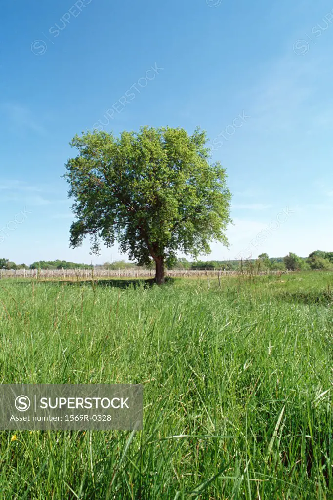 Field with lone tree