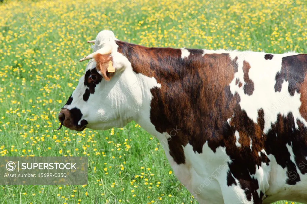 Cow in field, side view