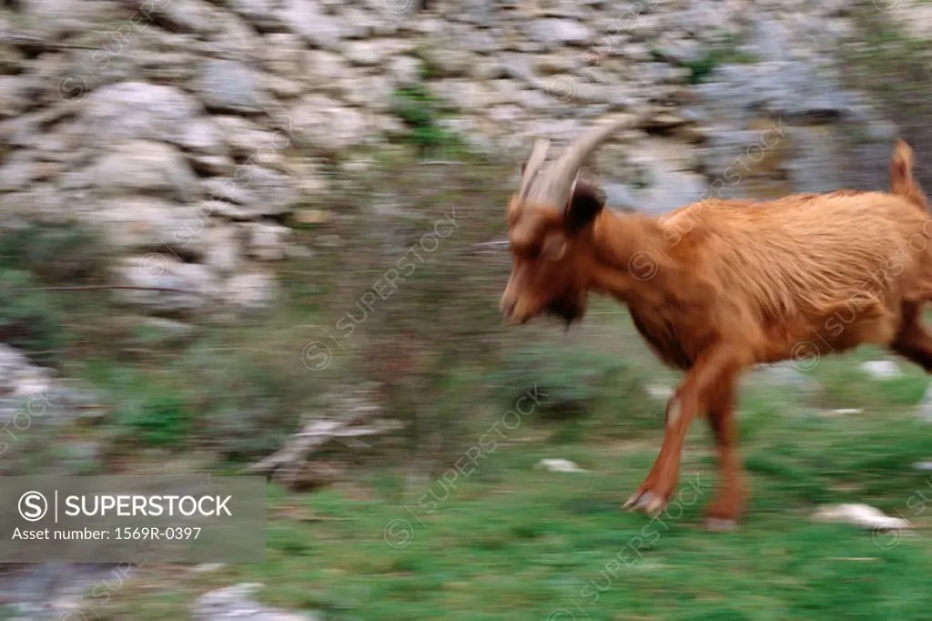 Goat, blurred