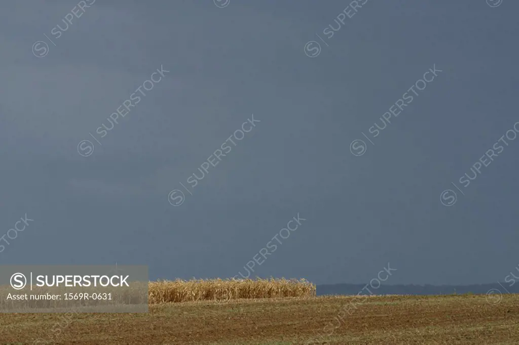 France, Jura, wheatfield and gray sky