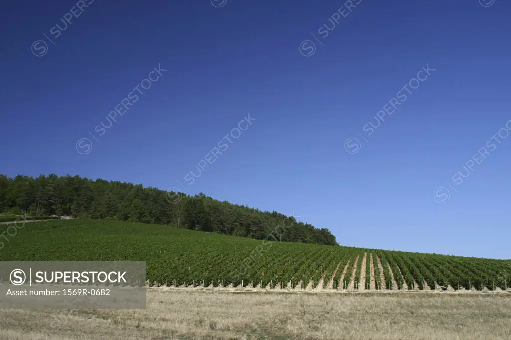 France, Champagne-Ardenne, vineyard