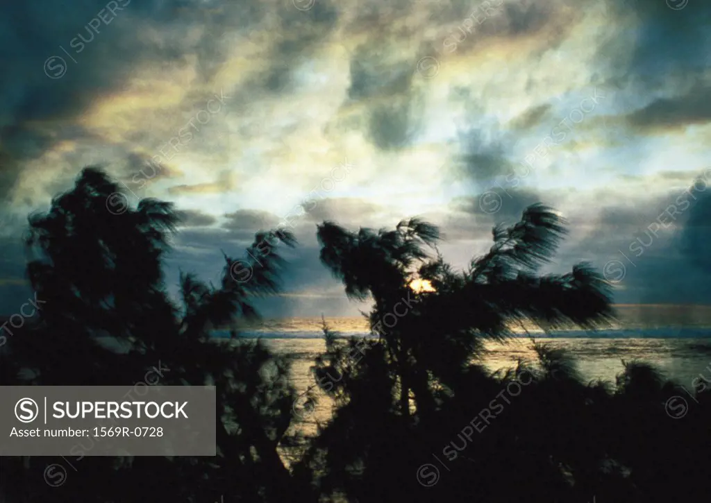 Trees silhouetted in front of seascape