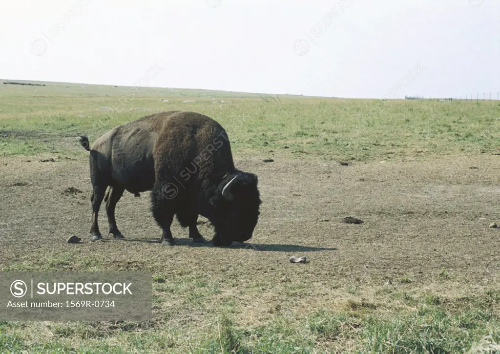 South Dakota, Badlands National Park, buffalo grazing on plain