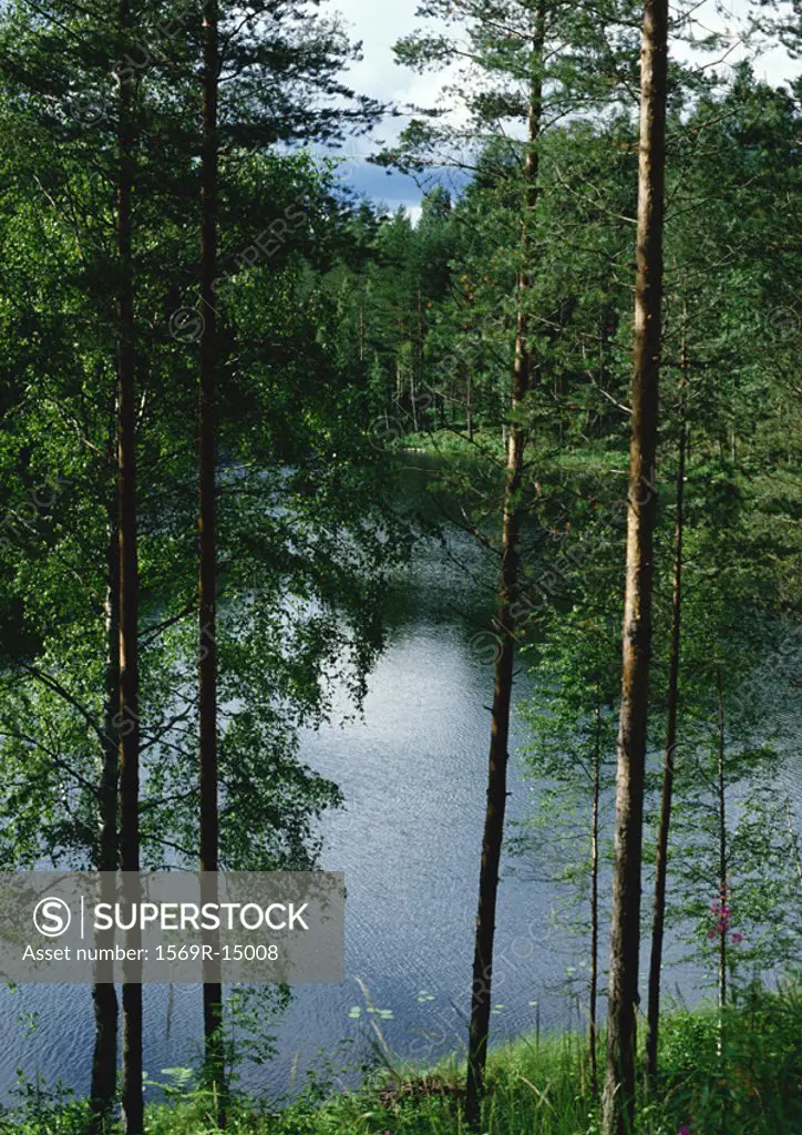 Finland, trees near lake shore