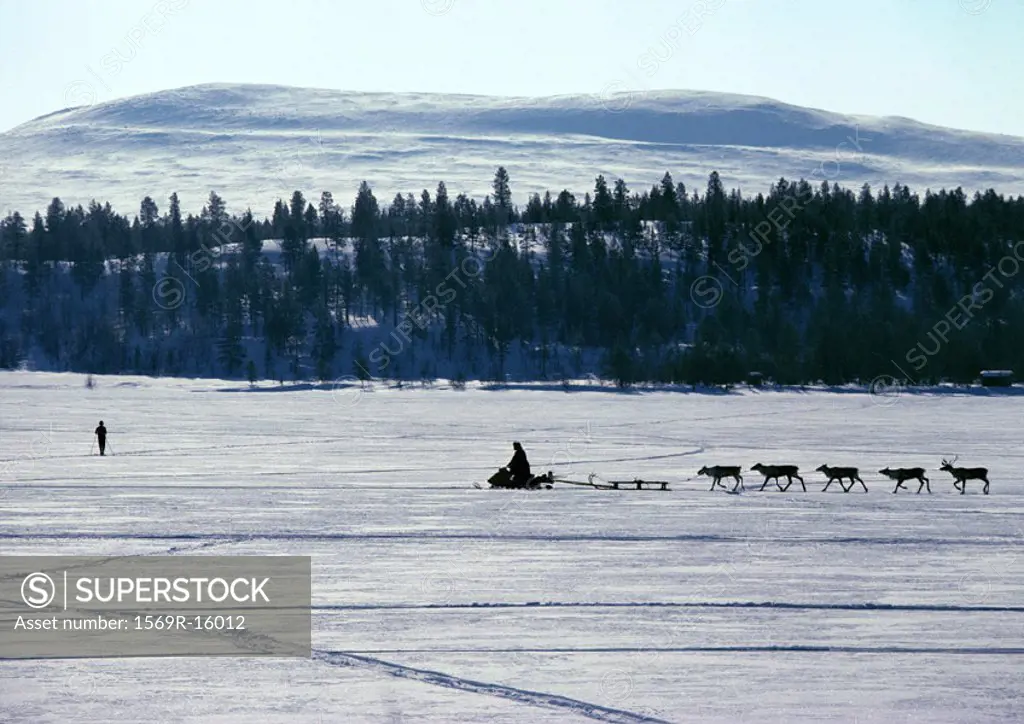 Finland, snowmobile and reindeer in silhouette