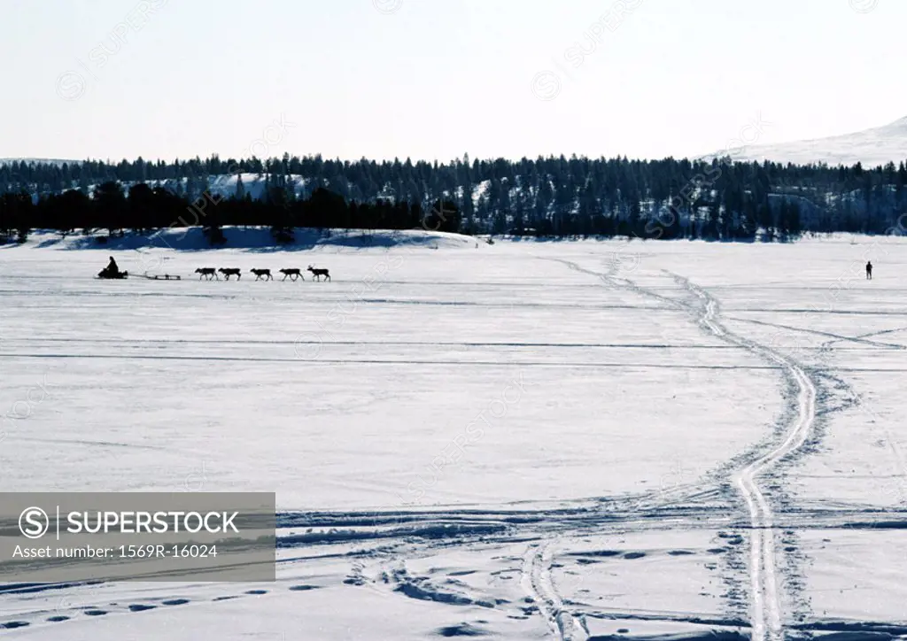 Finland, tracks across snow, snowmobile and reindeer in distance