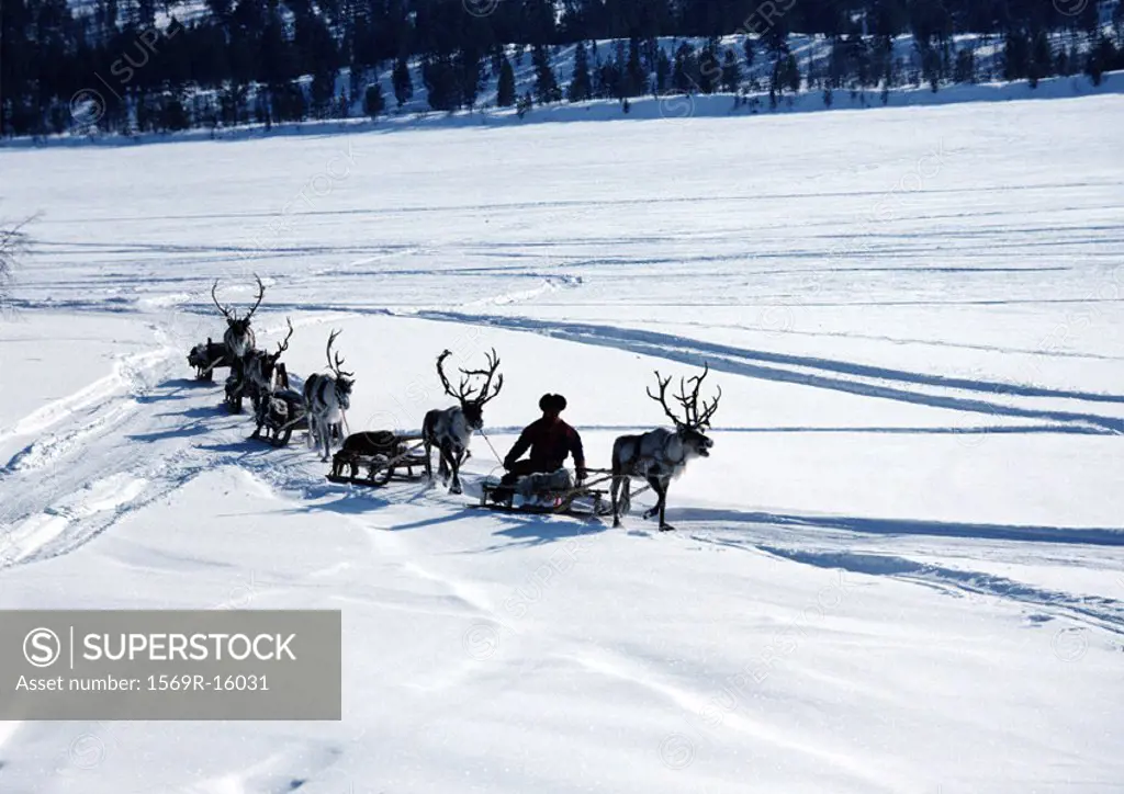 Finland, reindeer pulling sleds across snow
