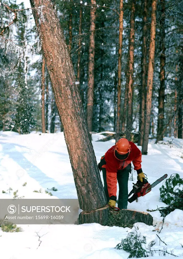 Sweden, man cutting down tree with chain saw in snow
