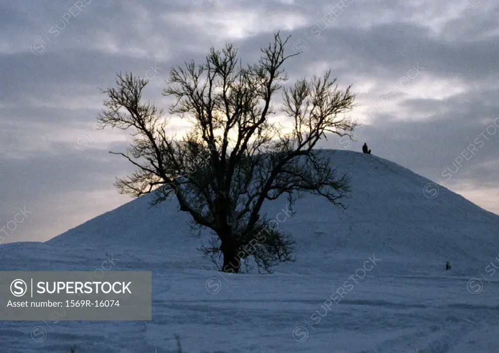 Sweden, bare tree and snowy hill