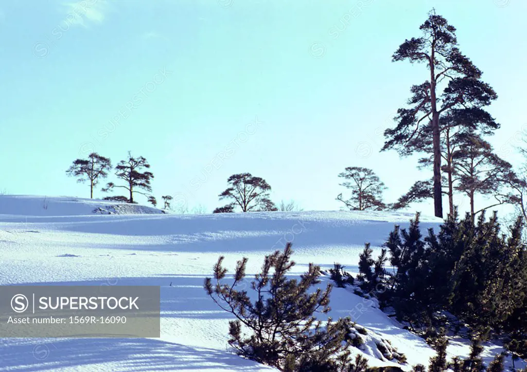 Sweden, sunny, snow-covered landscape