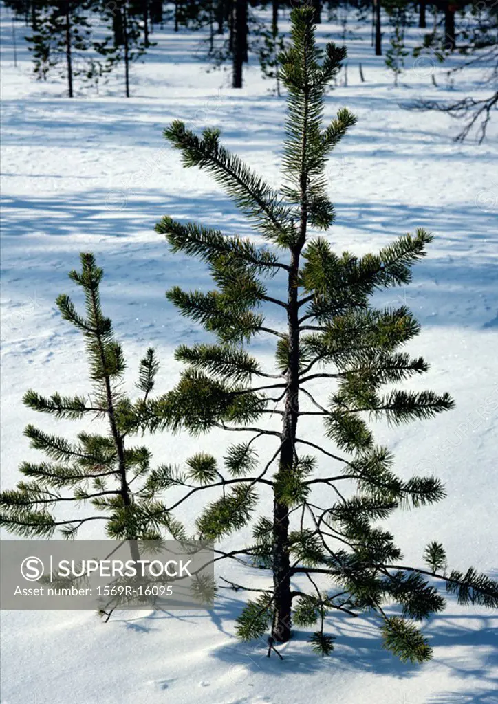 Sweden, fir tree in snow