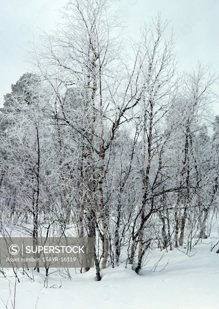 Sweden, snow-covered trees in snow
