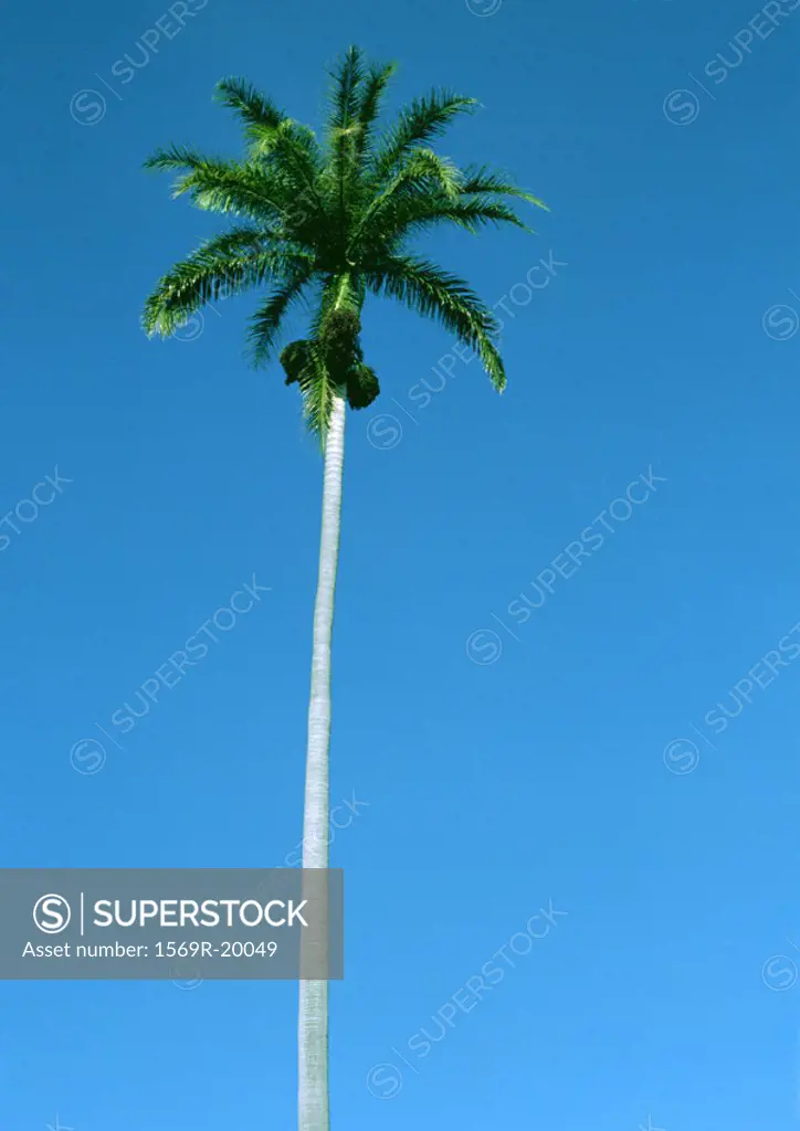Reunion, palm tree in front of blue sky, low angle view