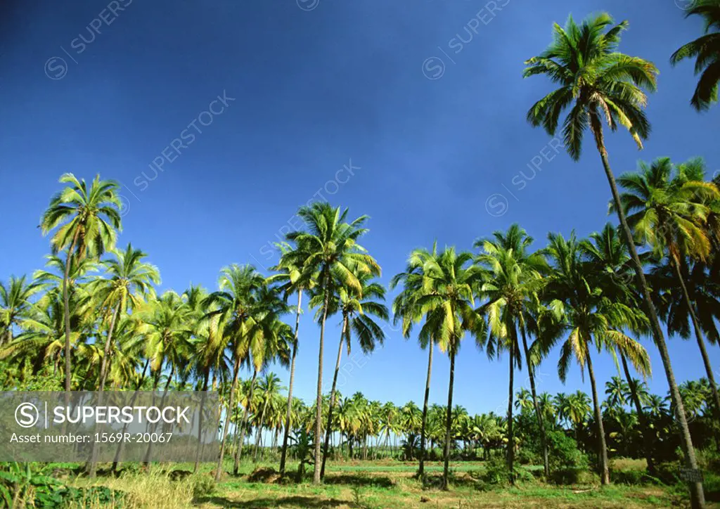 Reunion, grove of palm trees