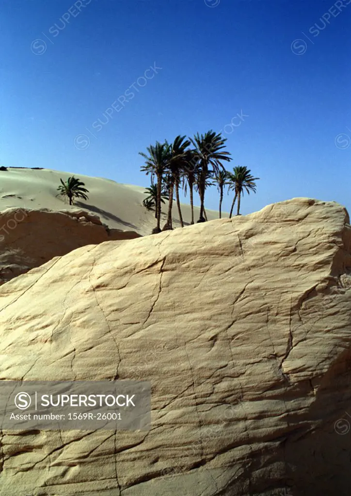 Tunisia, Sahara Desert, palm trees on large rock in front of dunes