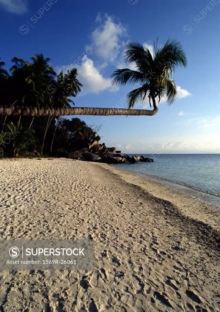 Malaysia, Perhentian Besar Island, palm tree hanging over beach