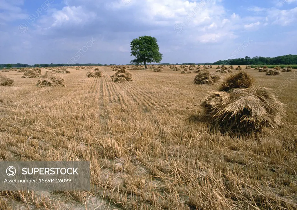 France, Loire Valley, haystacks in field