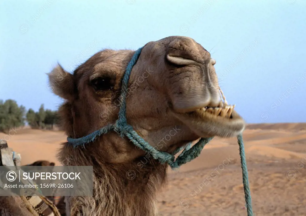 Tunisia, The Sahara Desert, camel´s head, close-up