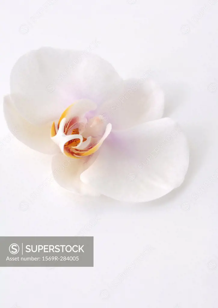 Orchid flower, close-up