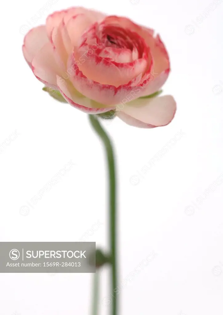 Ranunculus flower