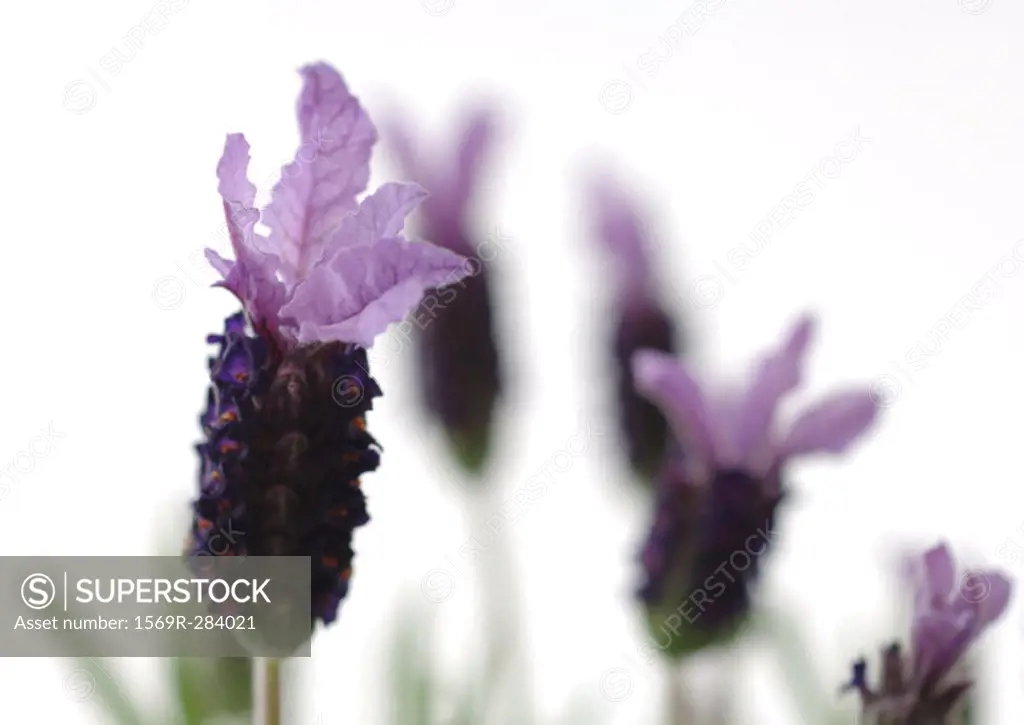 Lavender blossoms, close-up