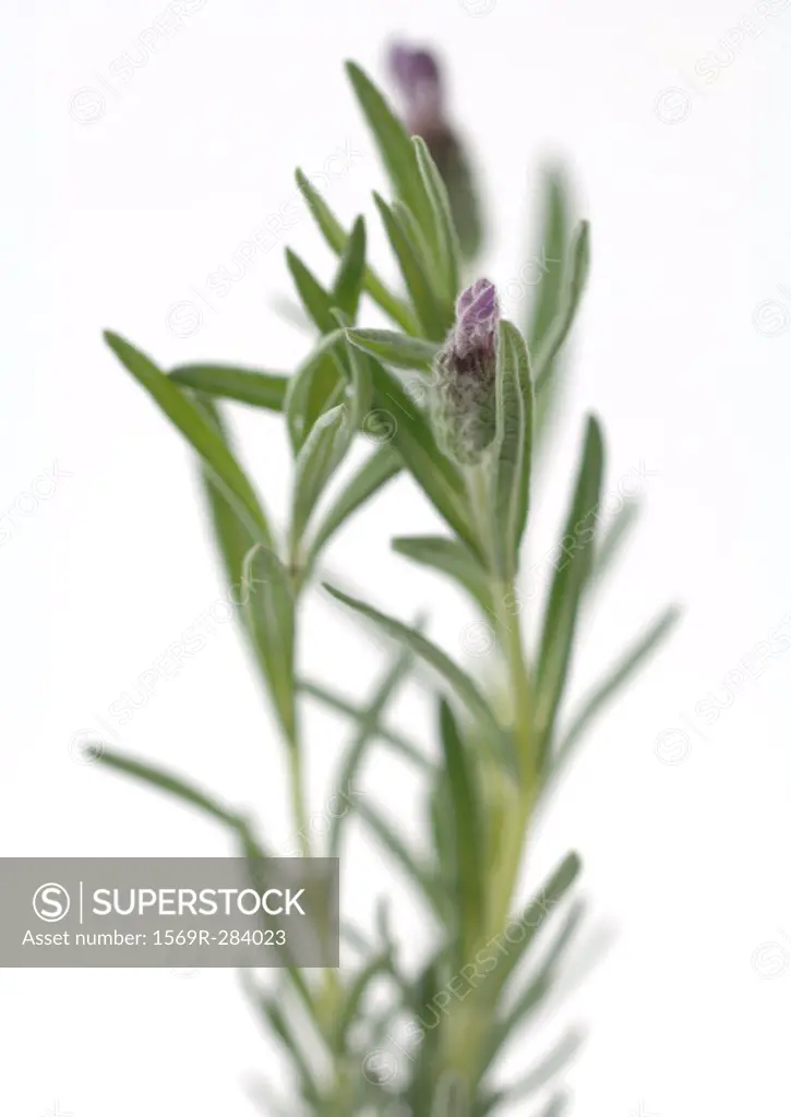 Lavender, close-up
