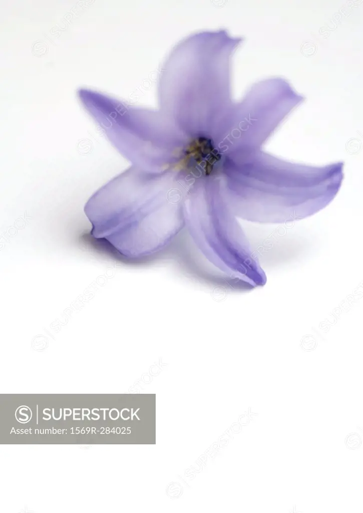 Hyacinth bloom