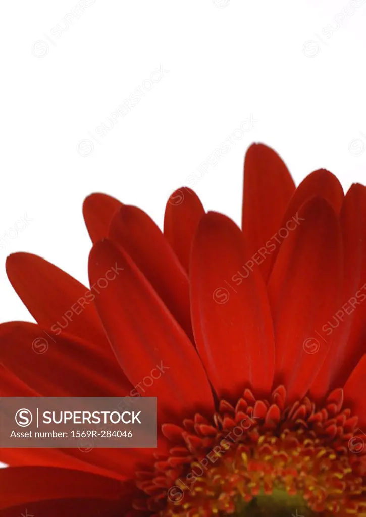 Gerbera daisy, close-up