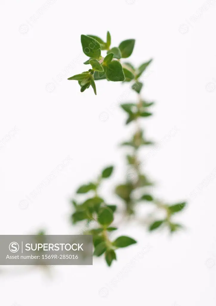 Sprig of thyme