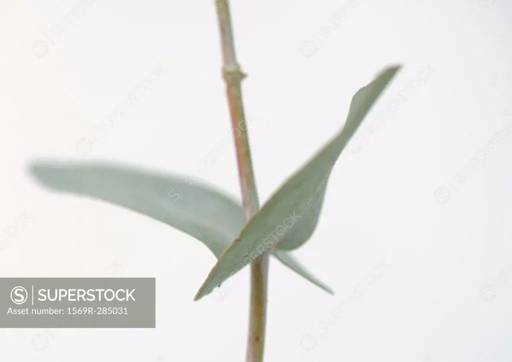 Eucalyptus, close-up