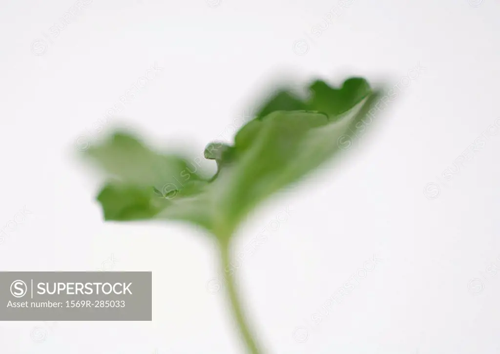 Geranium leaf, close-up
