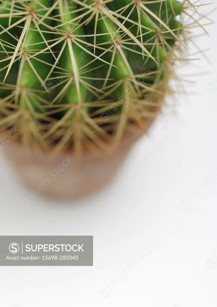 Cactus, high angle view