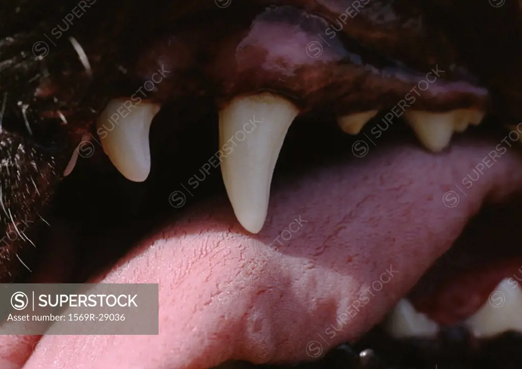 Dog´s teeth and tongue, extreme close-up
