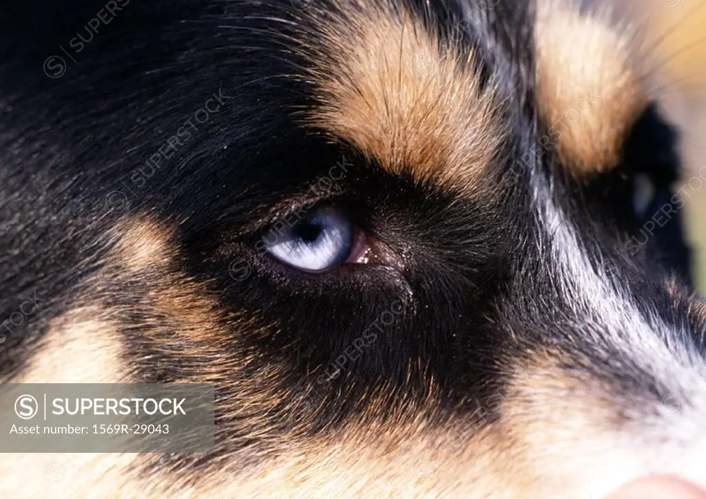 Dog´s face with blue eyes, extreme close-up