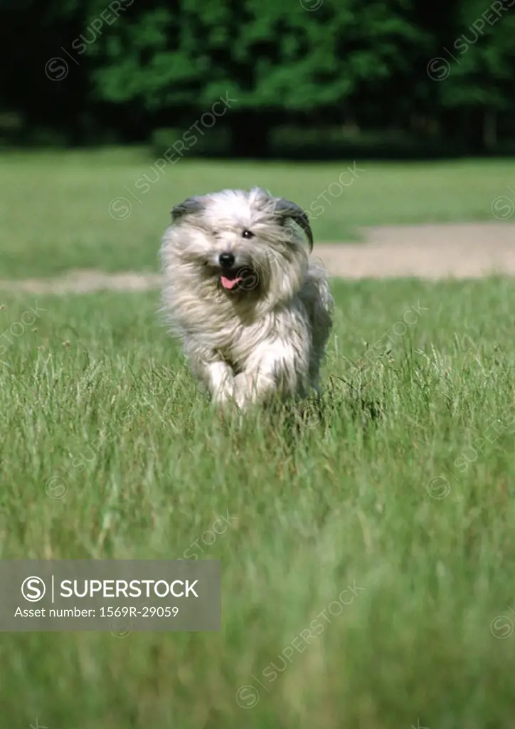 Pyrenean shepherd dog running in grass