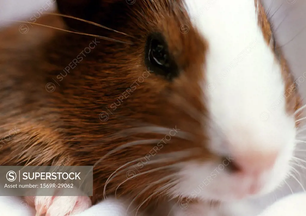 Hamster, extreme close-up