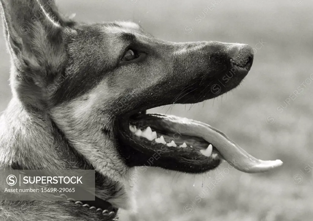 German shepherd´s face with tongue out, side view, black and white