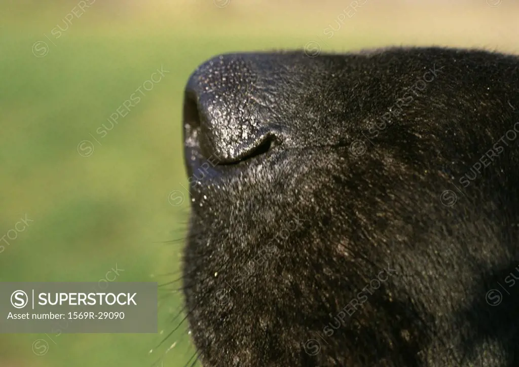 Black dog´s nose side view, close-up