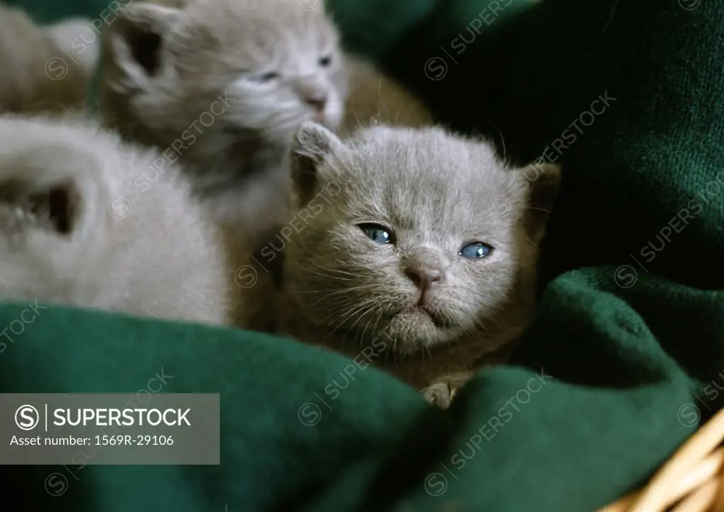 Grey kittens in a basket