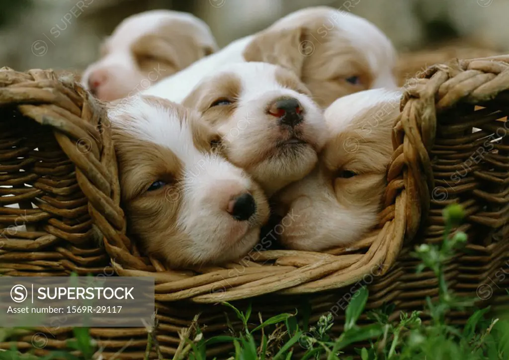 Spaniel puppies in a basket